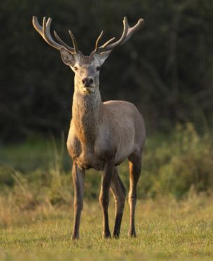 Wildlife